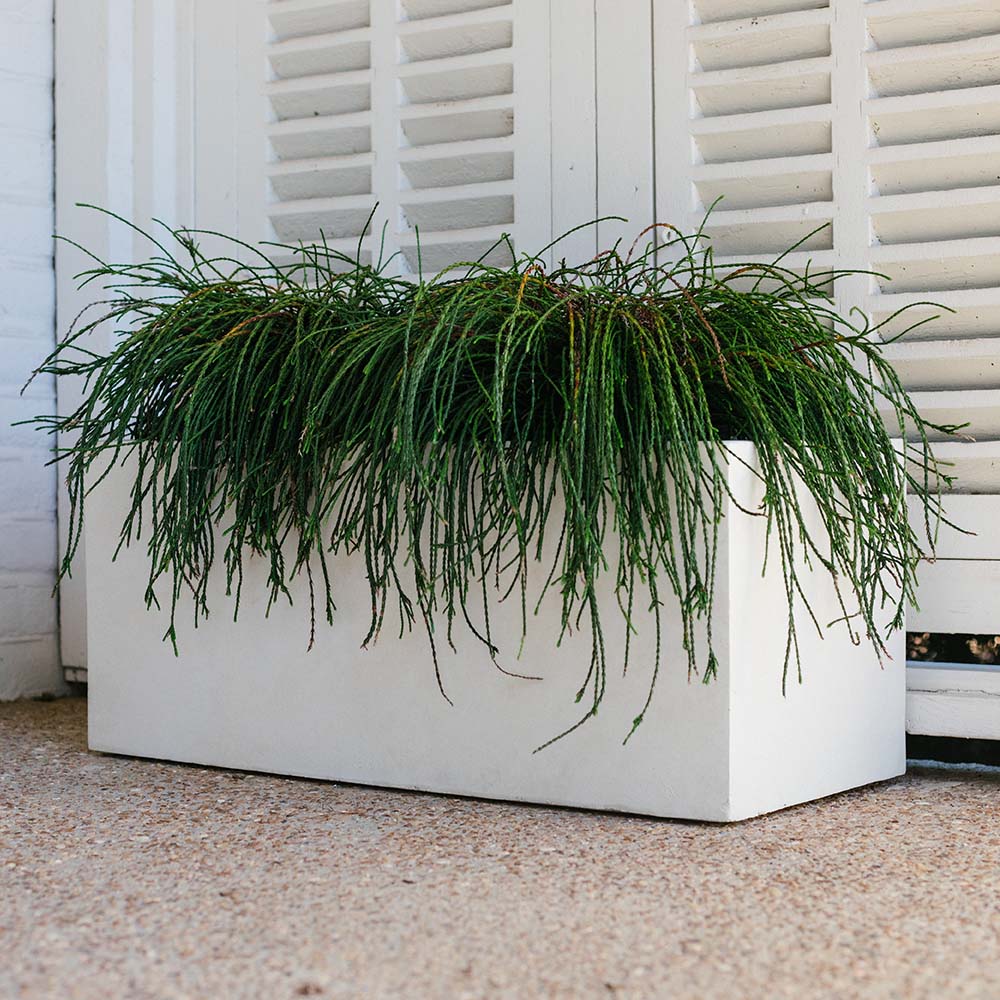 Scratch and Dent, Short Box Planter | 13" Ivory - Image 3