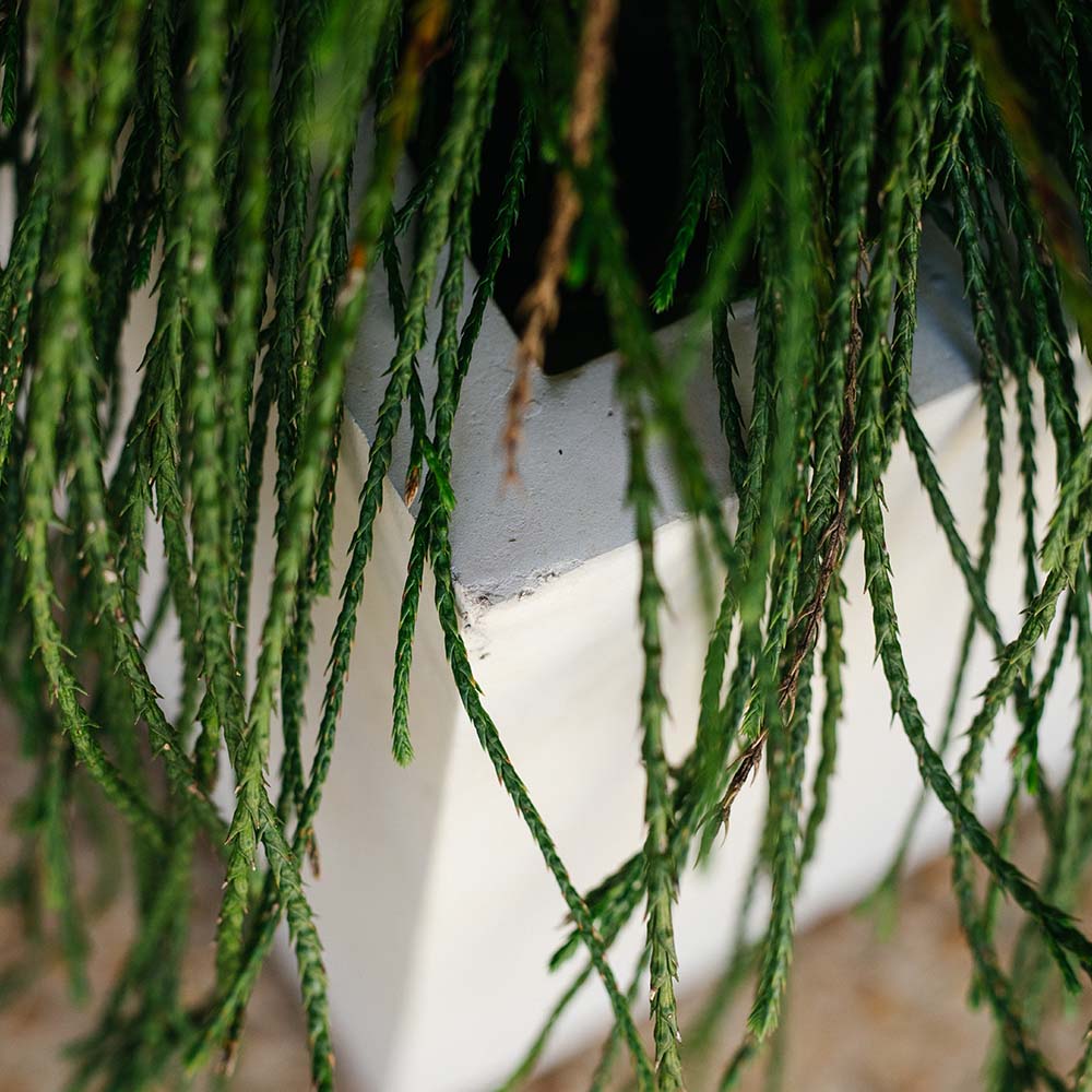 Scratch and Dent, Short Box Planter | 13" Ivory - Image 5